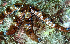 Coscinasterias tenuispina
