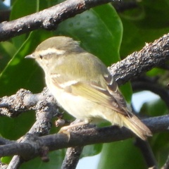 Phylloscopus inornatus