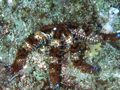 Coscinasterias tenuispina