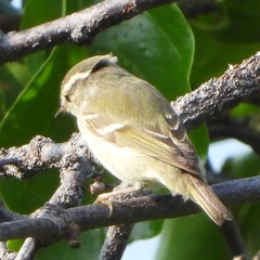 Phylloscopus inornatus