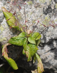 Impatiens glandulifera