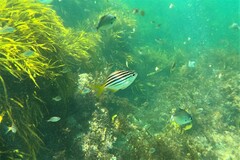 Atypichthys strigatus