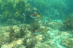 Atypichthys strigatus