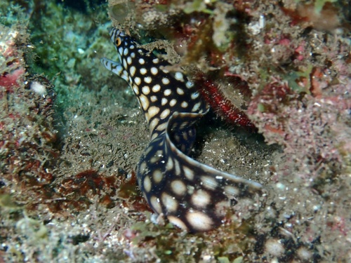 Honeycomb moray (Muraena melanotis) — Muraenidae — 3
