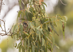 Melithreptus affinis