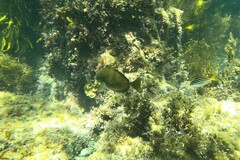 Prionurus microlepidotus