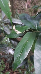 Aristolochia laheyana