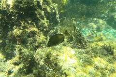 Prionurus microlepidotus