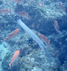Aulostomus strigosus