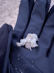 Buccinidae