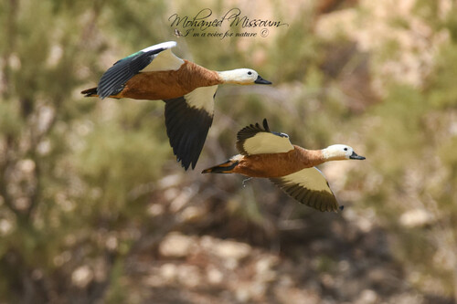Ruddy Shelduck