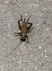 Melanogryllus desertus