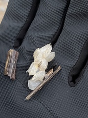 Buccinidae