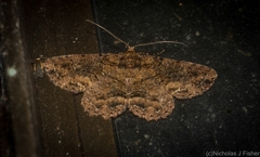 Paradromulia ambigua