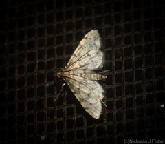 Voliba leptomorpha