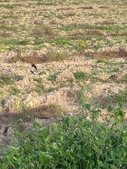 Vanellus indicus atronuchalis