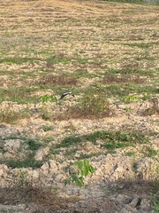 Vanellus indicus atronuchalis