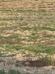 Vanellus indicus atronuchalis