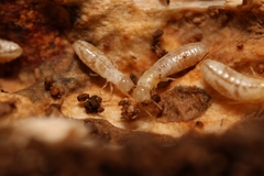 Kalotermitidae