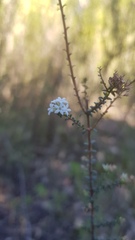 Leucopogon microphyllus