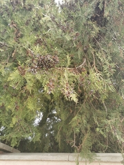 Platycladus orientalis