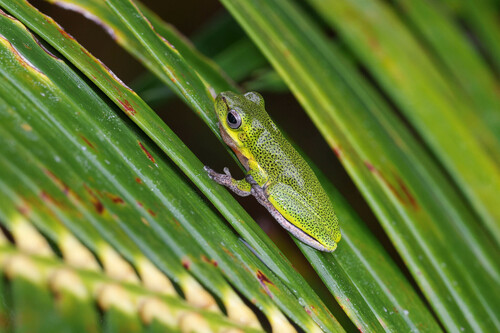 Drymomantis cooloolensis