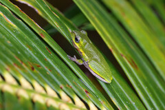 Litoria cooloolensis
