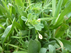 Medicago polymorpha