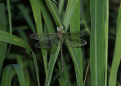 Austrogynacantha heterogena