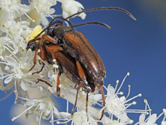 Alosterna tabacicolor