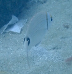 Diplodus prayensis