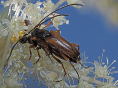 Alosterna tabacicolor