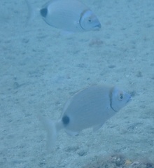 Diplodus prayensis