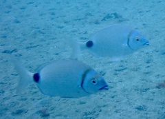 Diplodus prayensis