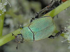 Hoplia argentea
