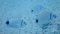 Diplodus prayensis