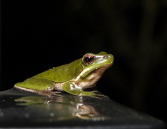 Pelodryadidae