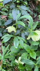 Helleborus viridis