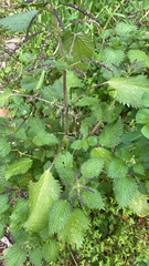 Urtica membranacea