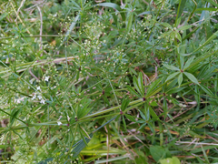 Galium rivale