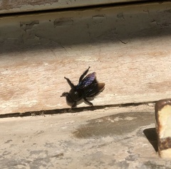 Xylocopa