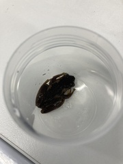 Litoria quiritatus