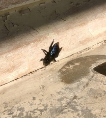 Xylocopa