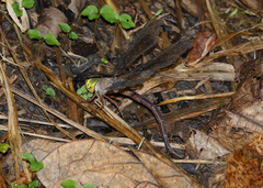 Gynacantha rosenbergi