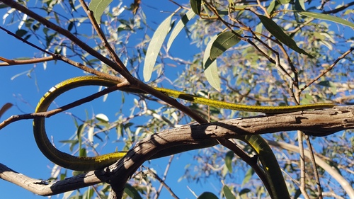 Common Tree Snake sighting