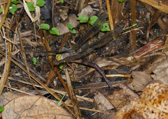 Gynacantha rosenbergi