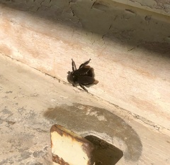 Xylocopa