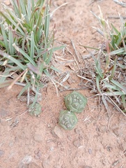 Euphorbia tridentata