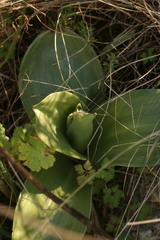 Himantoglossum robertianum