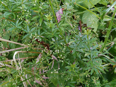 Galium rivale